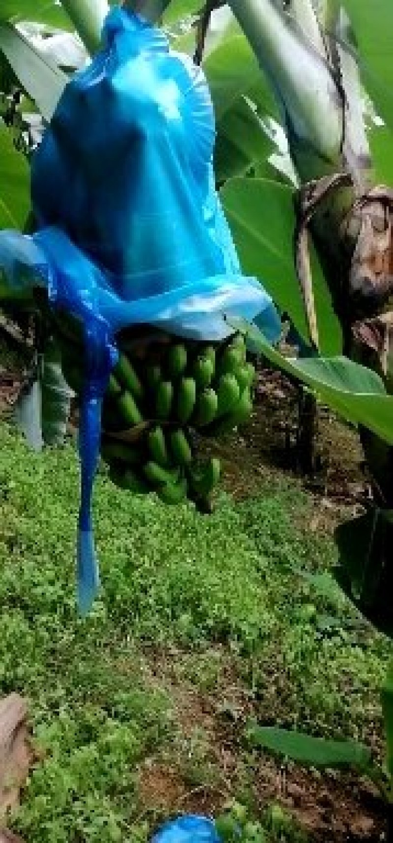 云南文山优质山地香蕉，品质优异，欢迎选购，支持一件代发