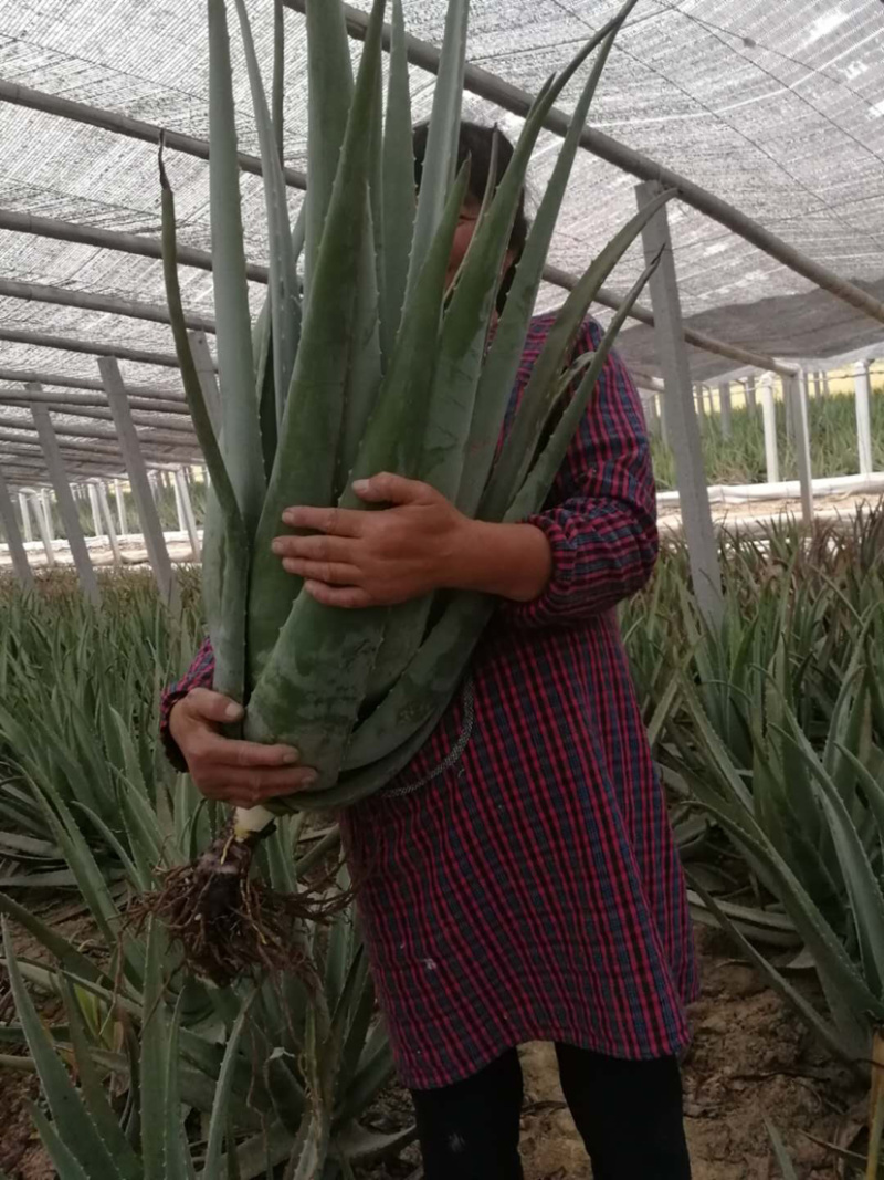 芦荟种植基地