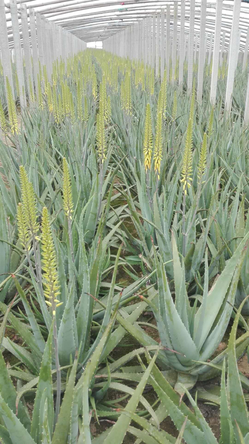 芦荟种植基地