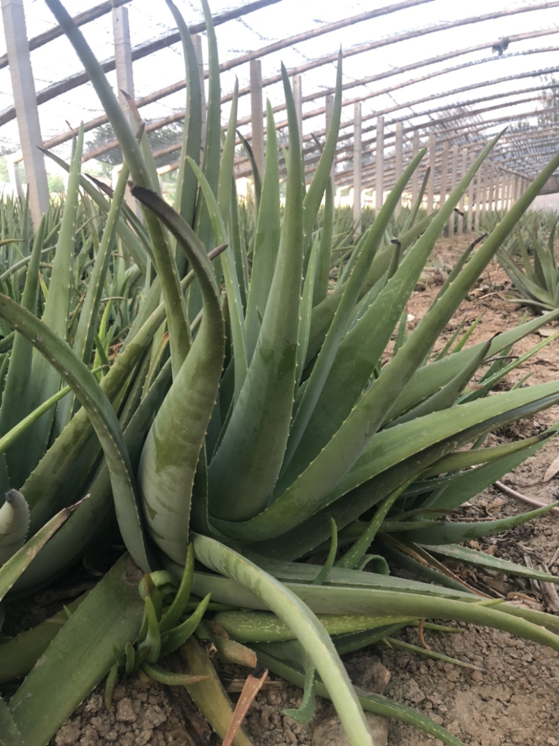 芦荟种植基地