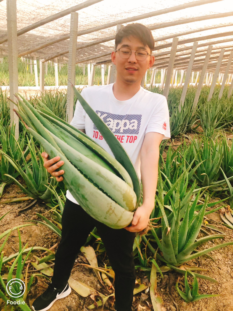 芦荟种植基地