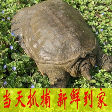 公甲鱼养殖场直供一手货源一件代发