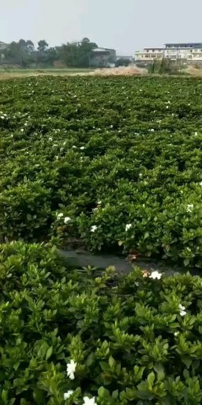 各类栀子花和茉莉花品种很多。有盆栽花和工程苗都有售长年供应。