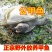 公甲鱼养殖场直供一手货源一件代发
