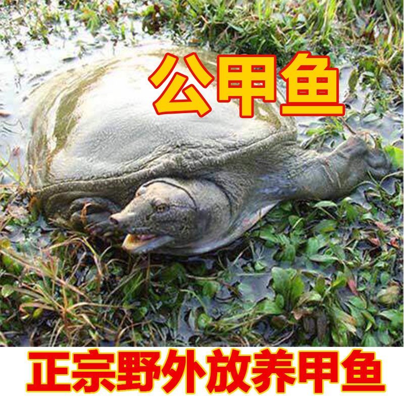 公甲鱼养殖场直供一手货源一件代发