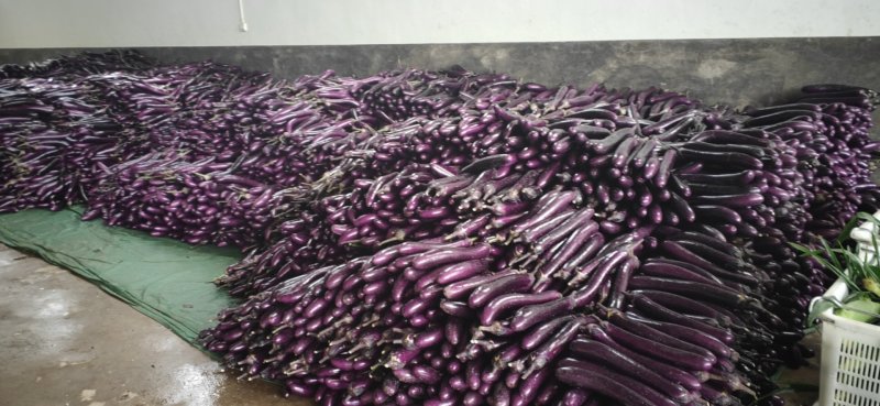 精品紫茄大量上货要的老板联系