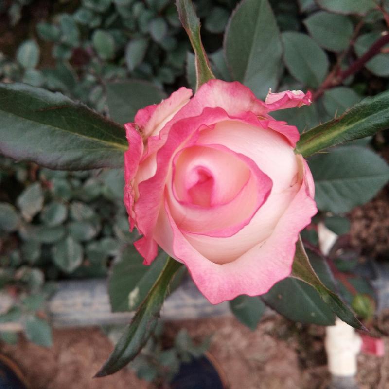 红玫瑰苗本公司常年出售各种玫瑰花小苗，卡罗拉、蜜桃雪山、