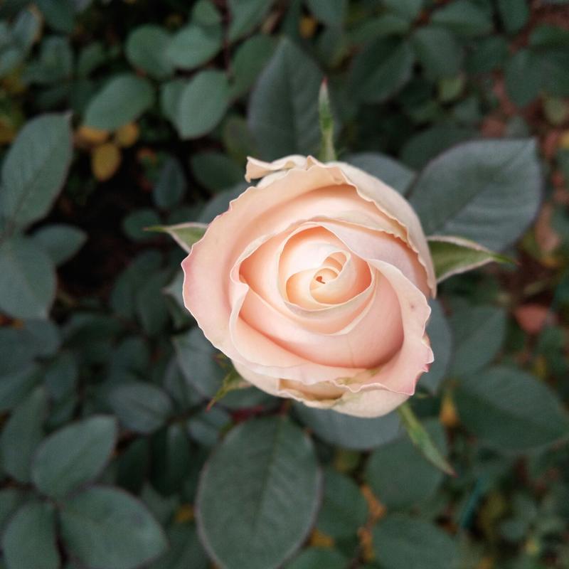 红玫瑰苗本公司常年出售各种玫瑰花小苗，卡罗拉、蜜桃雪山、