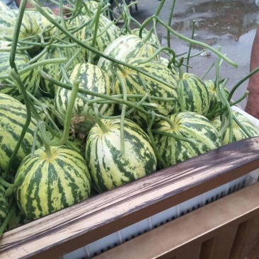 花蕾精品花蕾河南安阳滑县万亩甜瓜大量上市中