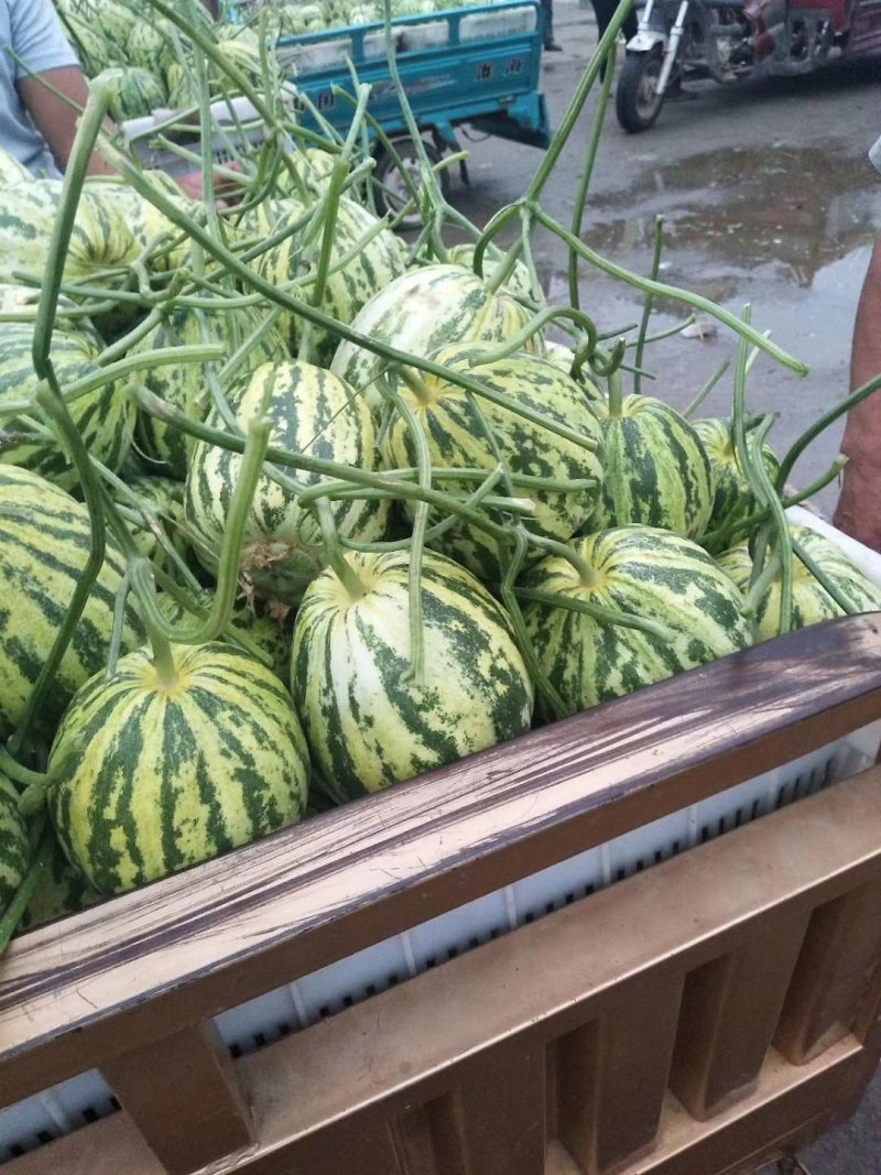 花蕾精品花蕾河南安阳滑县万亩甜瓜大量上市中