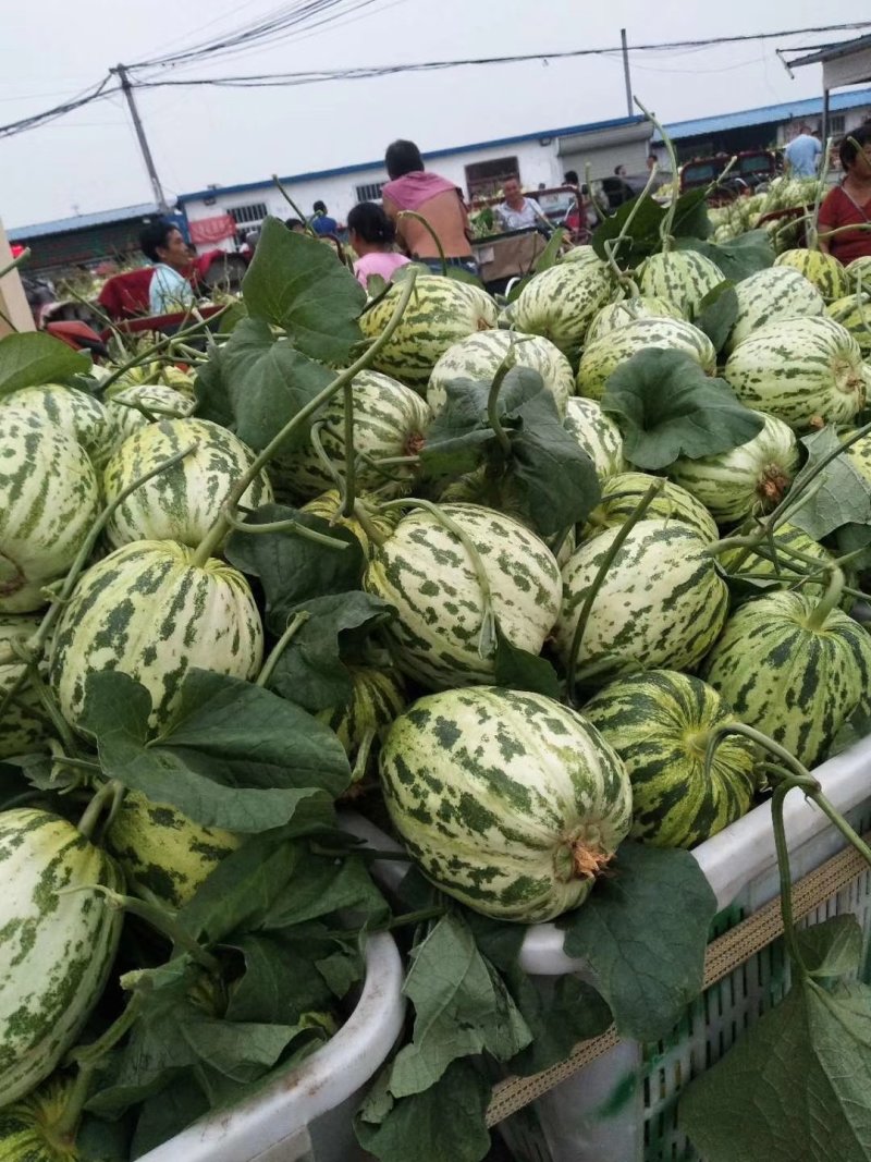 花蕾精品花蕾河南安阳滑县万亩甜瓜大量上市中