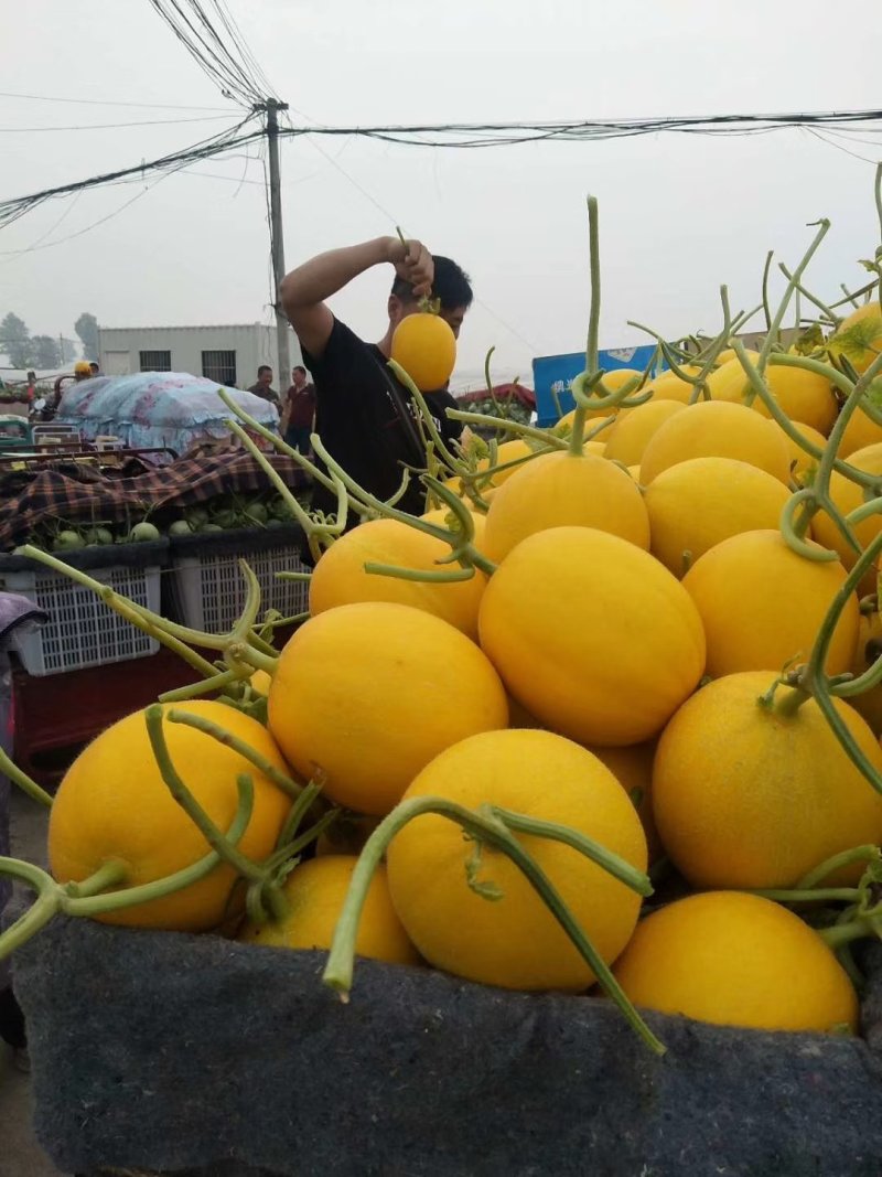 久红瑞精品久红瑞河南安阳滑县万亩甜瓜大量上市中