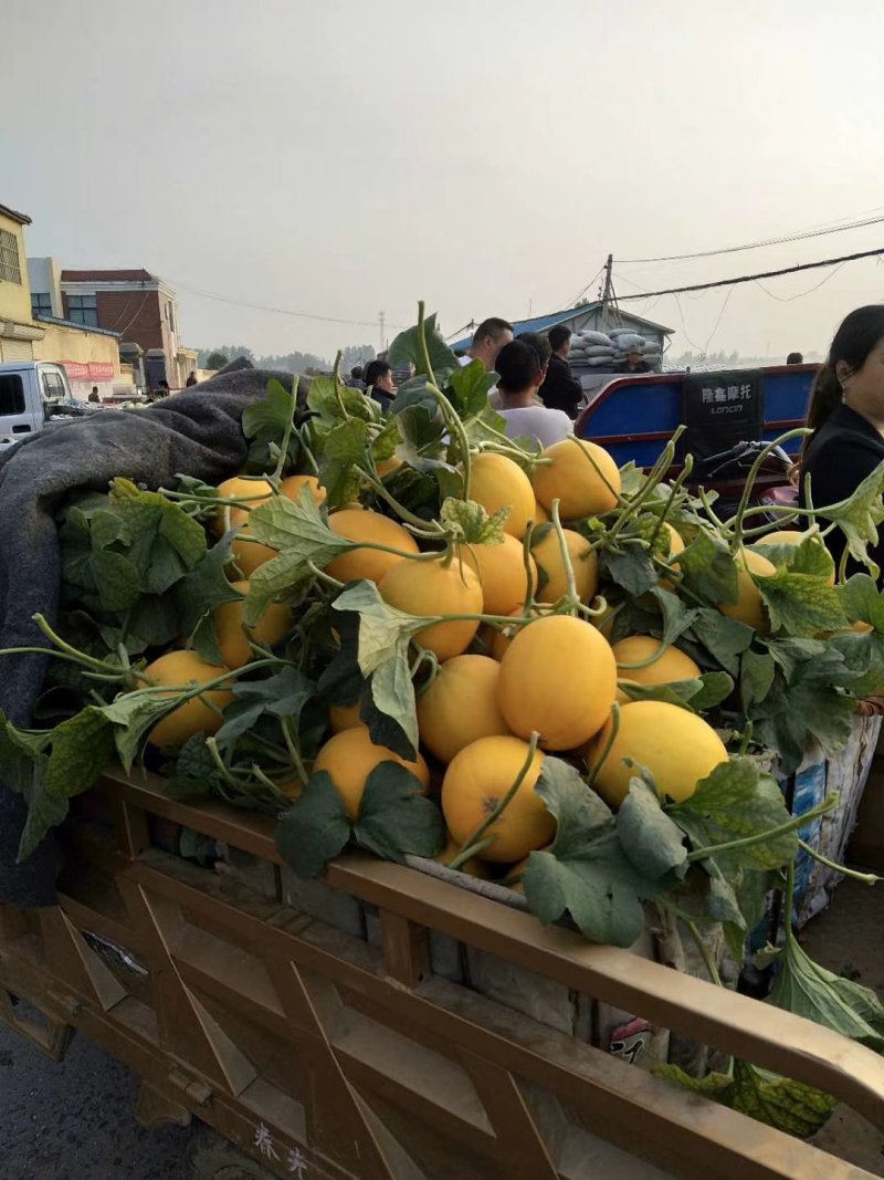 久红瑞精品久红瑞河南安阳滑县万亩甜瓜大量上市中