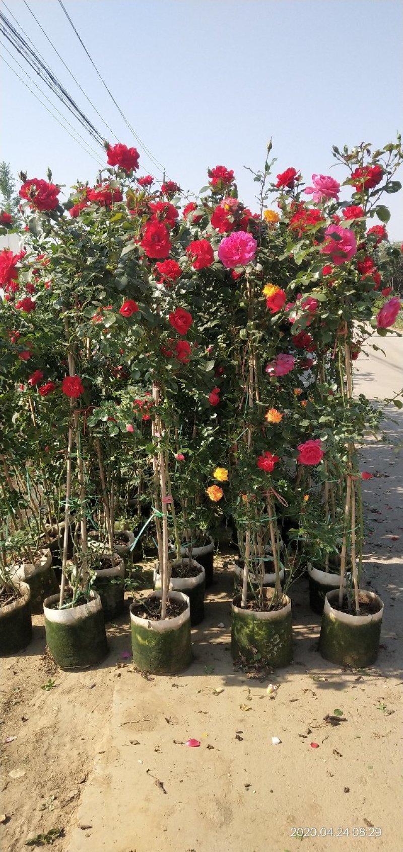 藤本月季爬藤月季常做花墙，花架，走廊，拱门大小规格都有