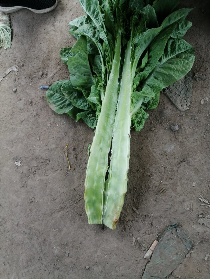 将菜厂专用莴笋干