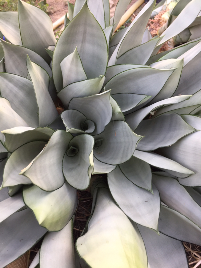 白玉兰虎皮兰