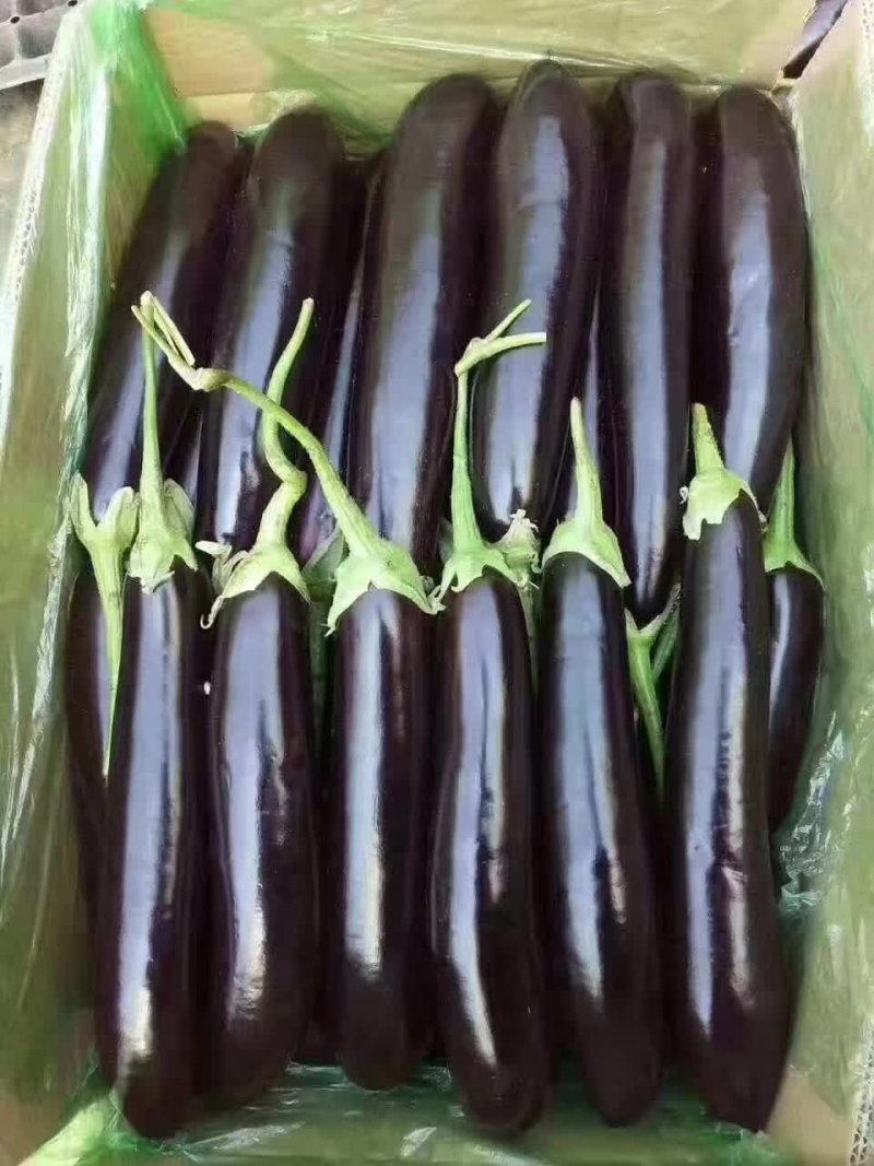 茄子尖椒太空