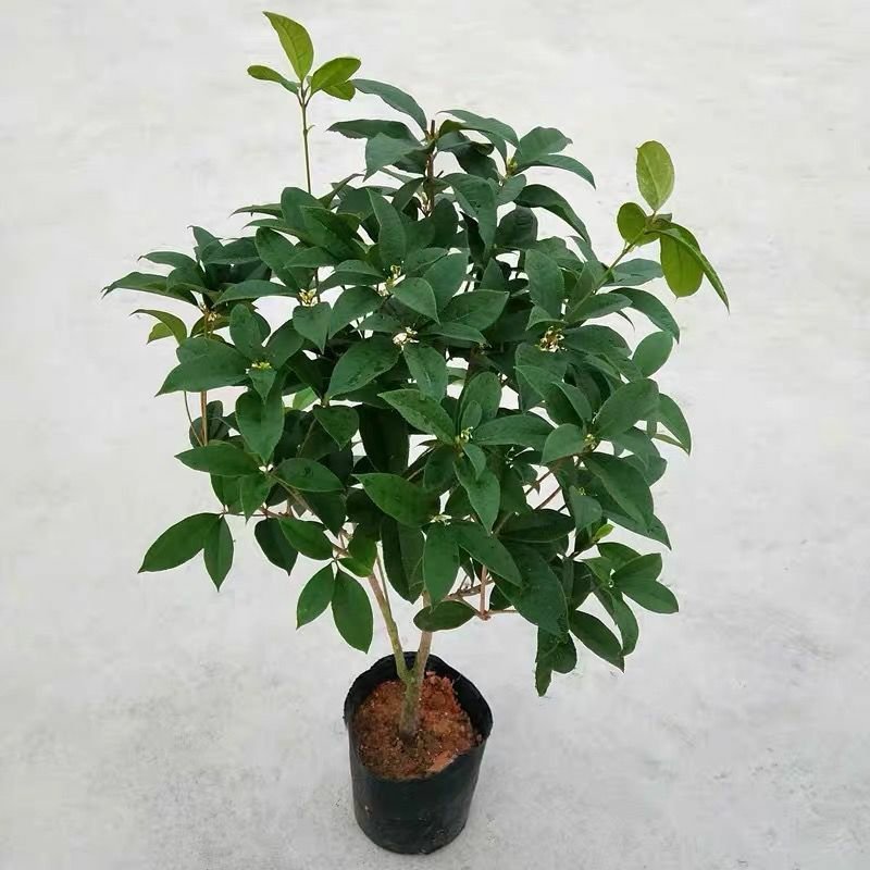 桂花树苗盆栽客厅庭院浓香型盆景四季开花室内外绿植花卉好养