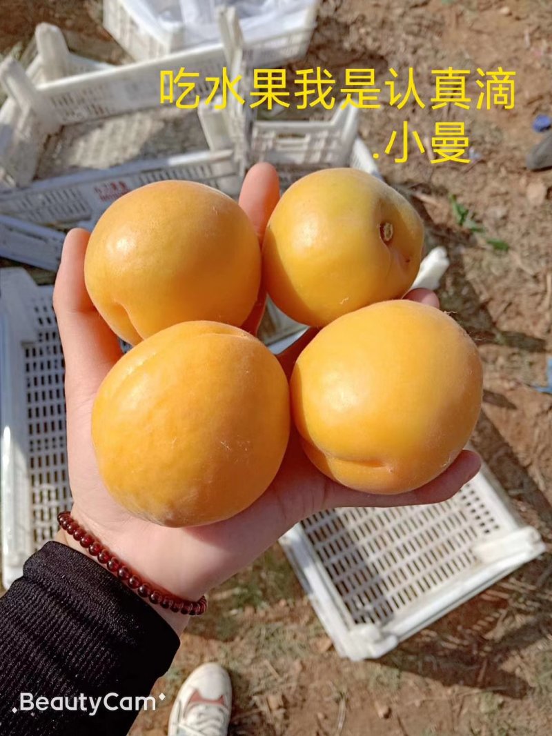 金太阳杏45mm以上