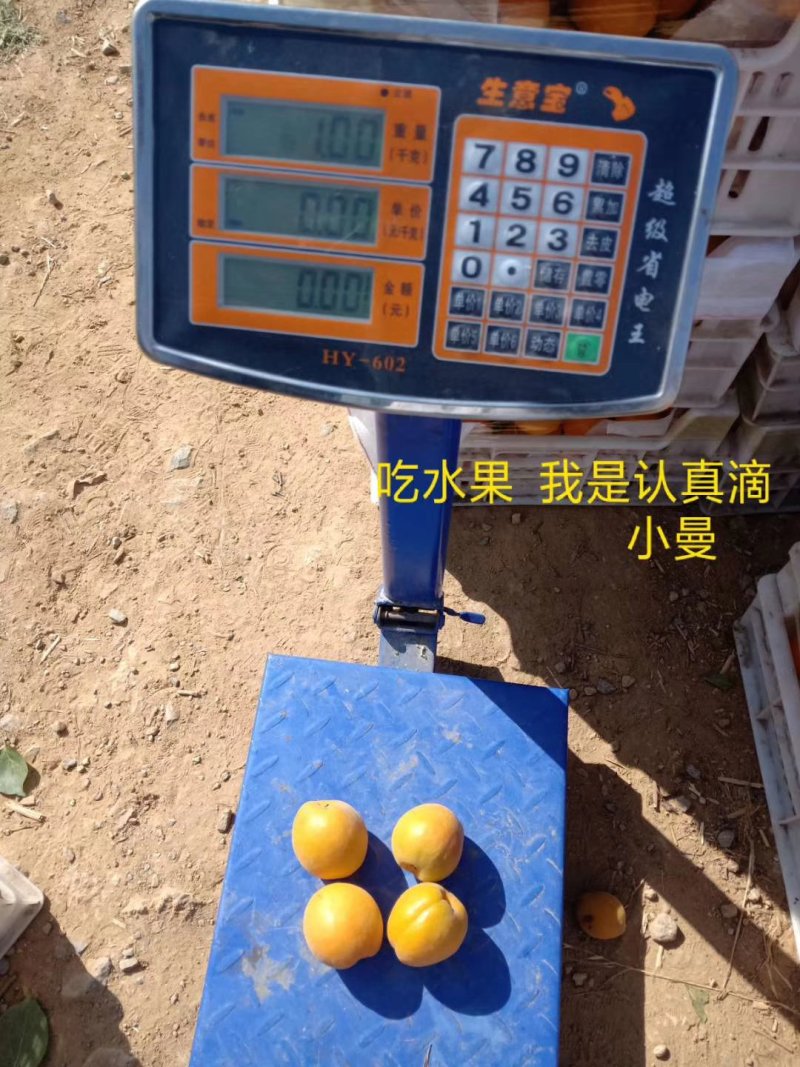 金太阳杏45mm以上