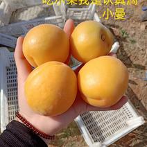 金太阳黄杏