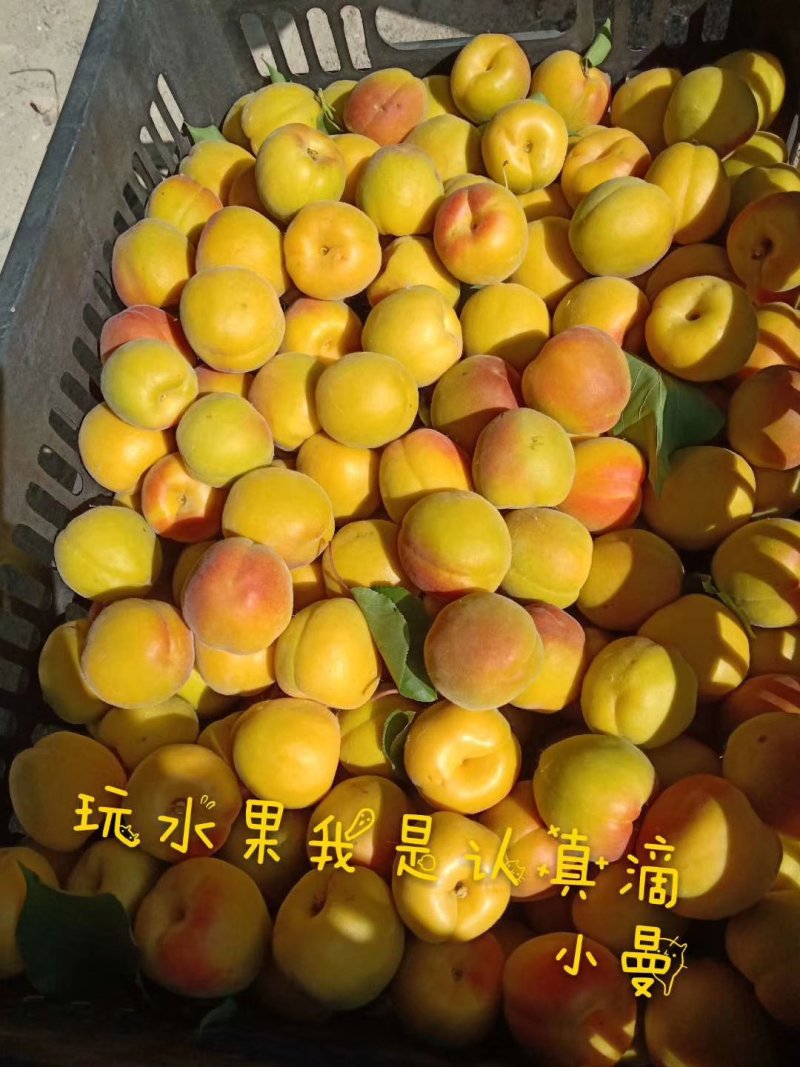 金太阳黄杏