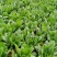辽宁菠菜精品大叶菠菜基地直供25-30cm价格便宜