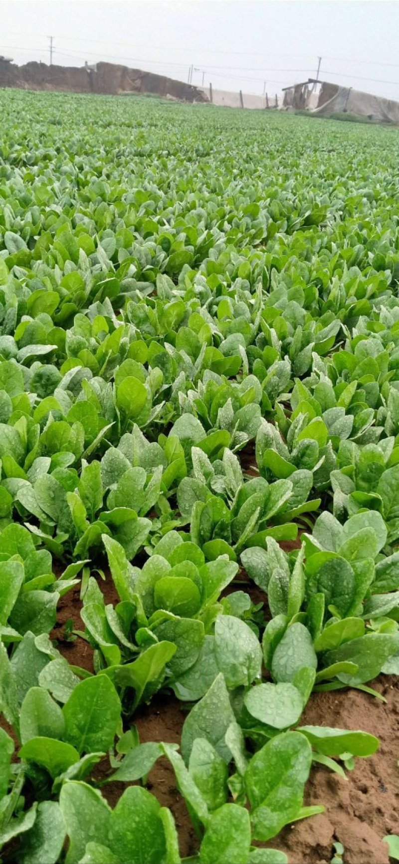 辽宁菠菜精品大叶菠菜基地直供25-30cm价格便宜