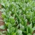 辽宁菠菜精品大叶菠菜基地直供25-30cm价格便宜