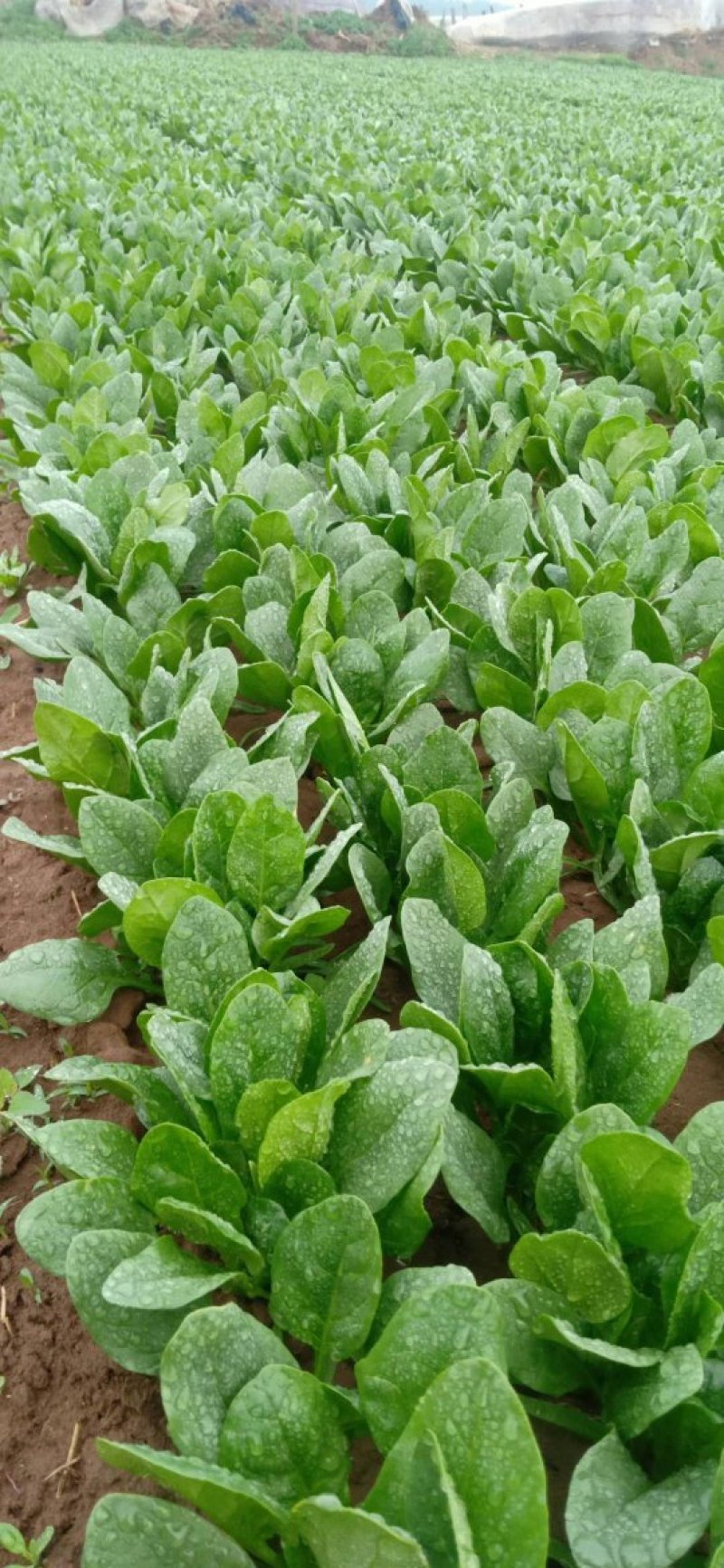 辽宁菠菜精品大叶菠菜基地直供25-30cm价格便宜
