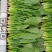 辽宁菠菜精品大叶菠菜基地直供25-30cm价格便宜