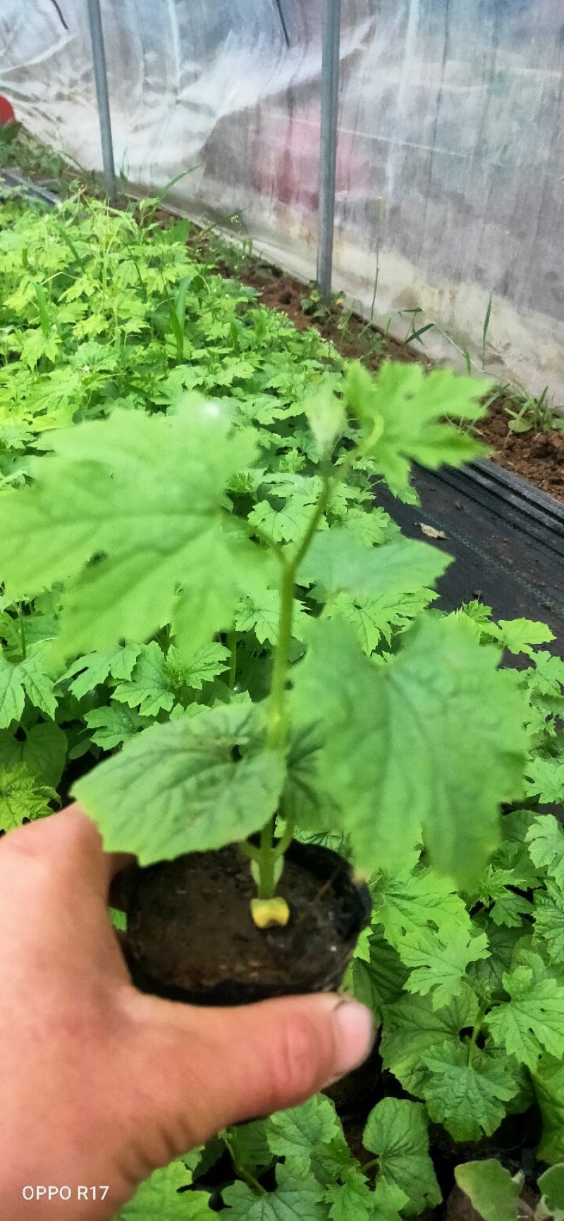 苦瓜苗青苦瓜苗包邮价格辣椒苗朝天椒苗南瓜苗