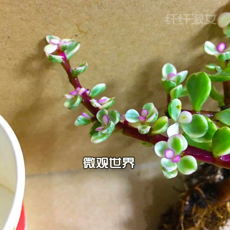 多肉金枝玉叶雅乐之舞景天盆栽花卉