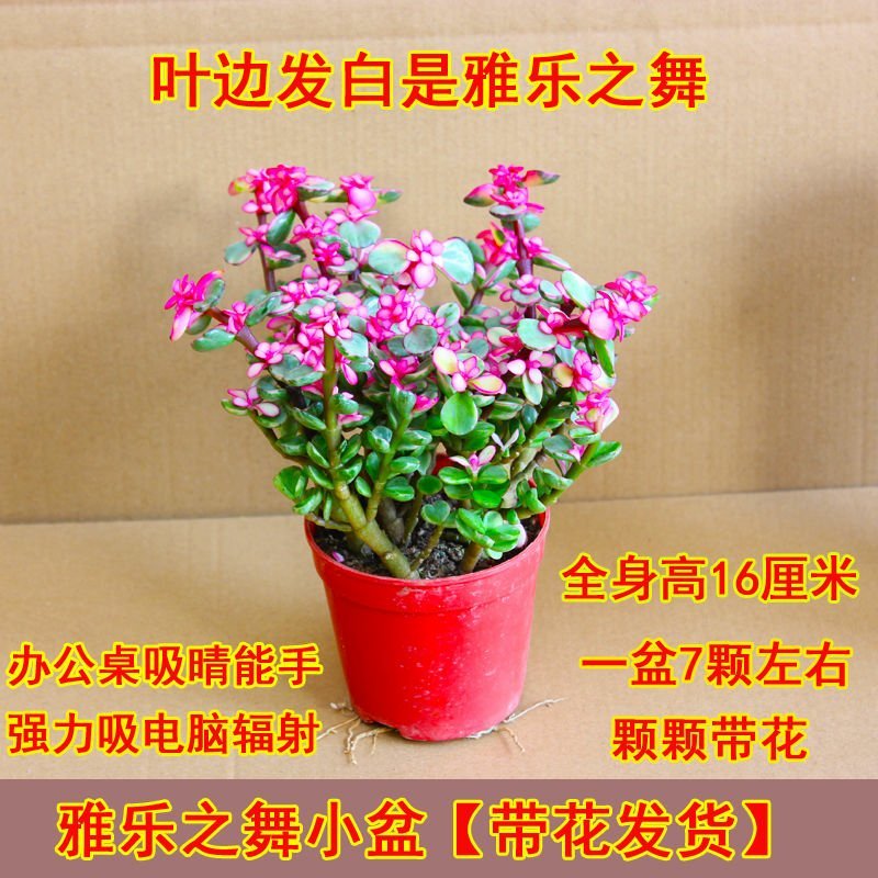 多肉金枝玉叶雅乐之舞景天盆栽花卉