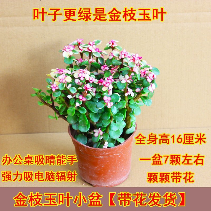 多肉金枝玉叶雅乐之舞景天盆栽花卉