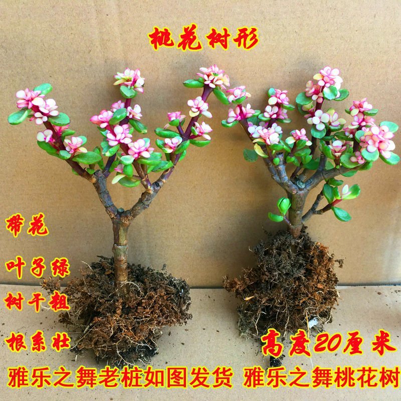多肉金枝玉叶雅乐之舞景天盆栽花卉