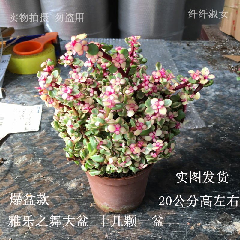多肉金枝玉叶雅乐之舞景天盆栽花卉