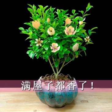 含笑花盆栽开花芳香浓郁室内外阳台庭院养护花卉植物四季青好