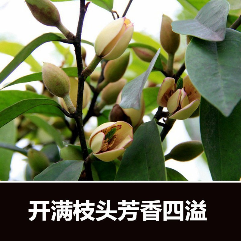 含笑花盆栽开花芳香浓郁室内外阳台庭院养护花卉植物四季青好