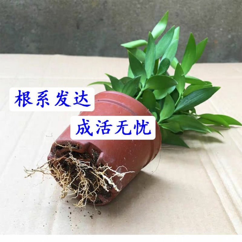 竹柏盆栽植物室内办公室客厅懒人好养吸甲醛植物驱蚊盆栽四季