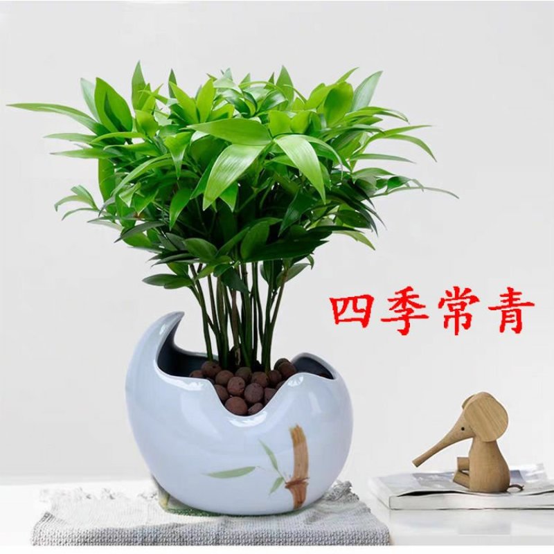 竹柏盆栽植物室内办公室客厅懒人好养吸甲醛植物驱蚊盆栽四季