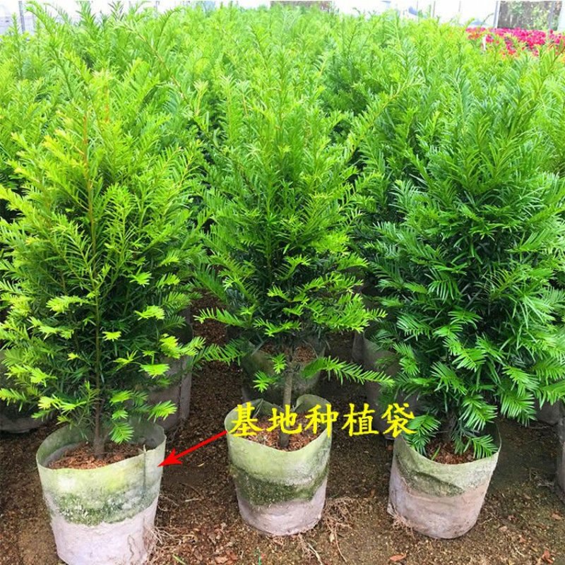 红豆杉盆栽室内懒人大型耐寒绿植物树苗南方红豆杉吸甲醛四季