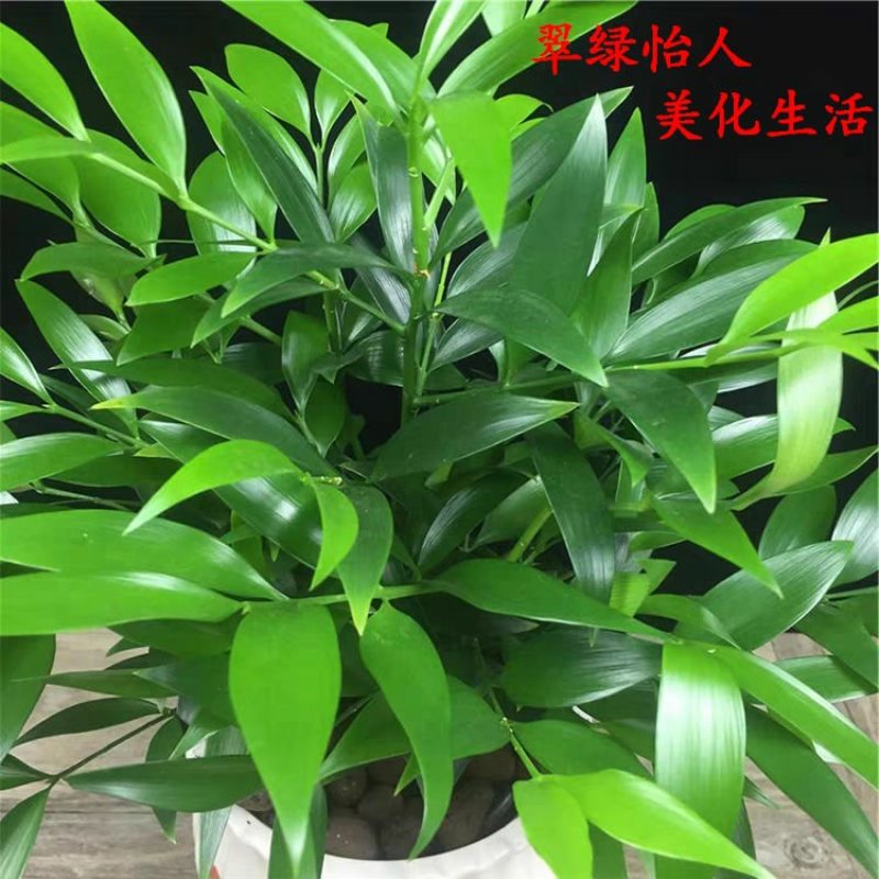 红豆杉盆栽室内懒人大型耐寒绿植物树苗南方红豆杉吸甲醛四季