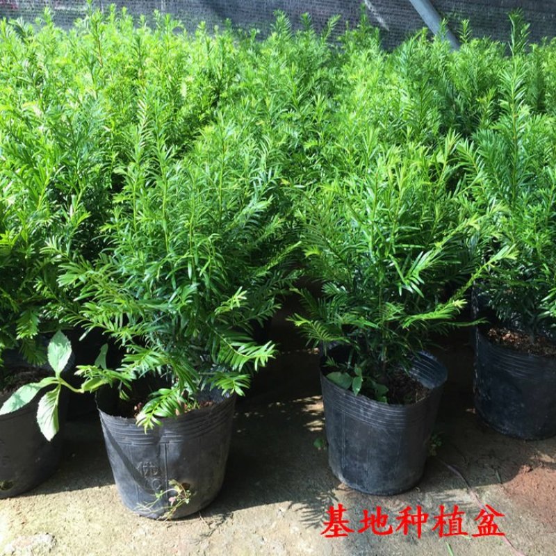 红豆杉盆栽室内懒人大型耐寒绿植物树苗南方红豆杉吸甲醛四季