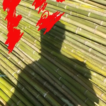 菜竹竿