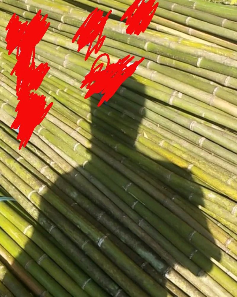 菜竹竿