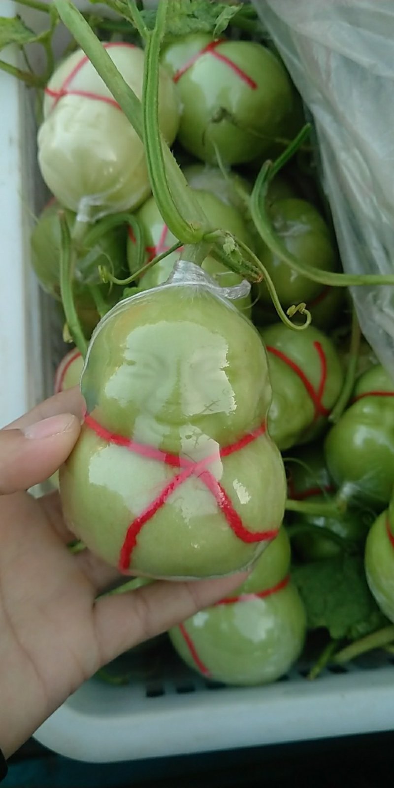 人参果