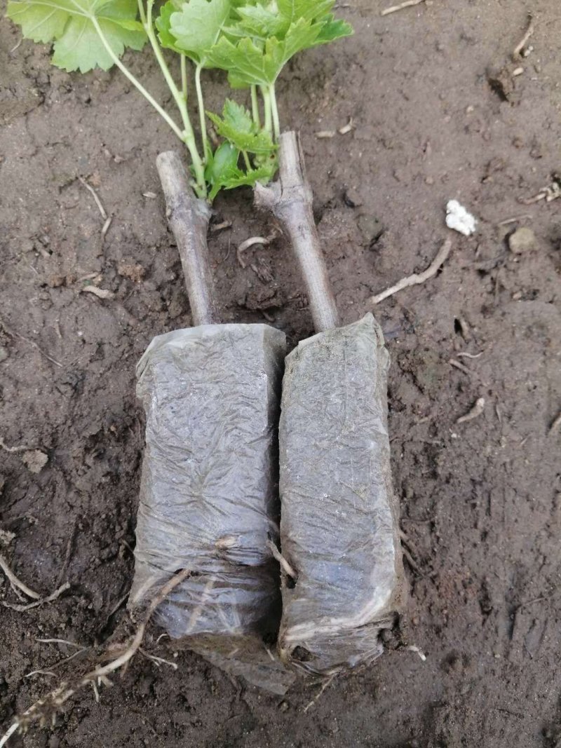 基地直销阳光玫瑰葡萄苗小杯及地栽苗品种纯正