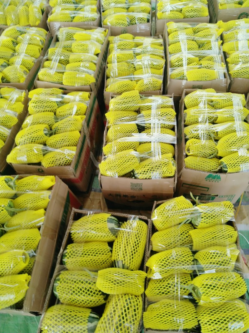 精品博洋9号甜瓜一手货源大型机地