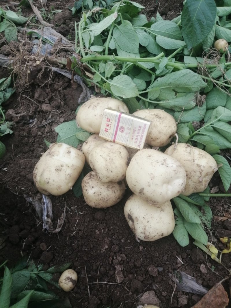 土豆好里